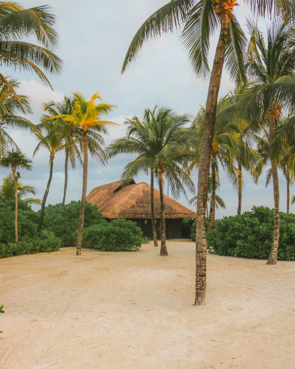 White-sand beach and palms in the Cancun hotel zone near Live Aqua resort